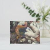 Carte Postale La vie sous-marine; POISSON : Un portrait d'un Pot (Debout devant)