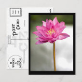 CARTE POSTALE LA VISION LOTUS DE NORMAN (Devant / Derrière)