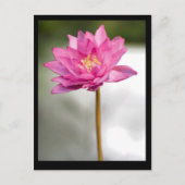 CARTE POSTALE LA VISION LOTUS DE NORMAN (Devant)