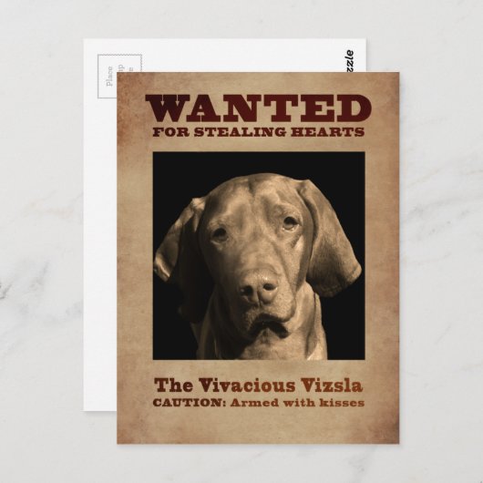 Carte Postale La Vivace Vizsla (Devant / Derrière)