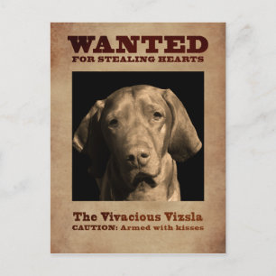 Carte Postale La Vivace Vizsla