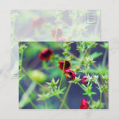 Carte Postale L'abeille à la fleur rouge (Devant / Derrière)