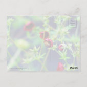 Carte Postale L'abeille à la fleur rouge (Dos)