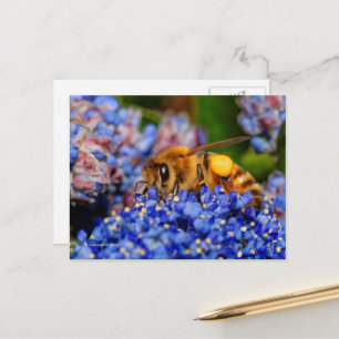 Carte Postale L'abeille À Miel Rassemble Le Pollen De Californie