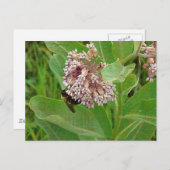 Carte Postale L'abeille bourdrée sur l'algue (Devant / Derrière)