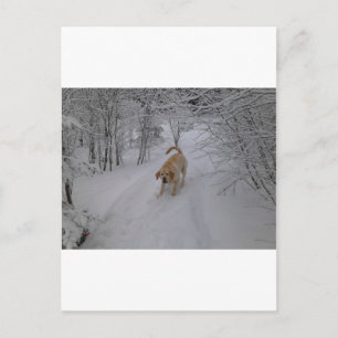 Carte Postale Laboratoire Jaune Jouer dans la neige fraîche d'hi