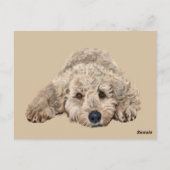 Carte Postale Labradoodle (Dos)