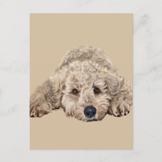 Carte Postale Labradoodle (Devant)
