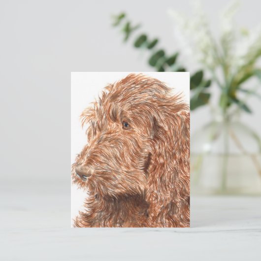 Carte Postale Labradoodle au chocolat (Debout devant)