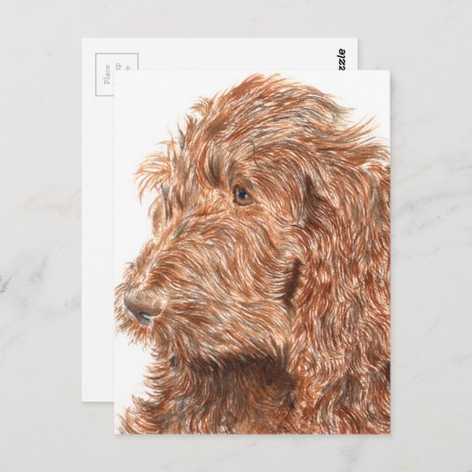 Carte Postale Labradoodle au chocolat (Devant / Derrière)