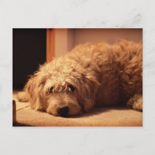 Carte Postale Labradoodle chien a l'air triste