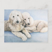 Carte postale Labradoodle et Standard Poodle Dog A (Devant)