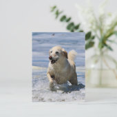 Carte Postale Labradoodle - Izzy (Debout devant)