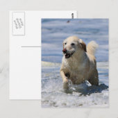 Carte Postale Labradoodle - Izzy (Devant / Derrière)