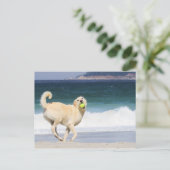 Carte Postale Labradoodle - Joyeuse journée sur la plage (Debout devant)
