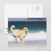 Carte Postale Labradoodle - Joyeuse journée sur la plage (Devant / Derrière)