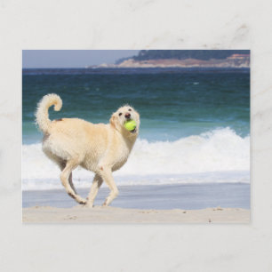 Carte Postale Labradoodle - Joyeuse journée sur la plage
