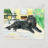 Carte Postale Labradoodle noir (Devant)