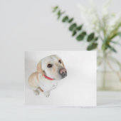 Carte Postale labrador (Debout devant)