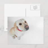 Carte Postale labrador (Devant / Derrière)