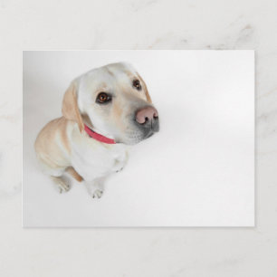 Carte Postale labrador