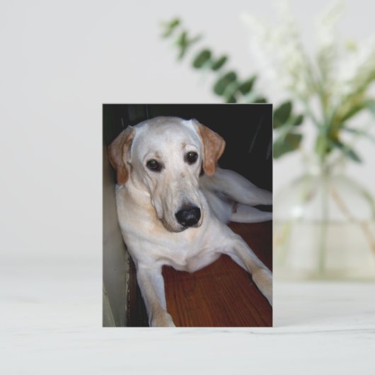 carte postale labrador (Debout devant)