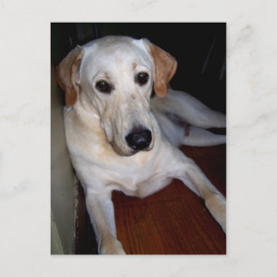 carte postale labrador
