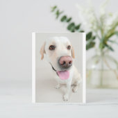 Carte Postale labrador (Debout devant)