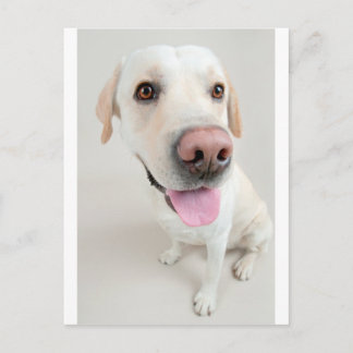 Carte Postale labrador