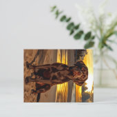 Carte Postale Labrador au chocolat au coucher du soleil (Debout devant)