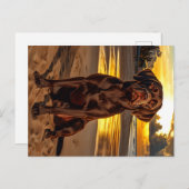 Carte Postale Labrador au chocolat au coucher du soleil (Devant / Derrière)