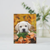 Carte Postale Labrador automnal (Debout devant)