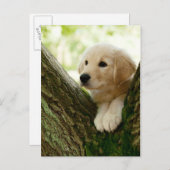 Carte Postale Labrador Chiot Assis Dans Un Cadre De Bois (Devant / Derrière)