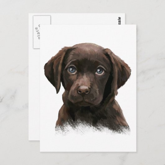 Carte Postale Labrador chocolat (Devant / Derrière)