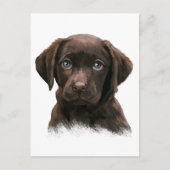 Carte Postale Labrador chocolat (Devant)