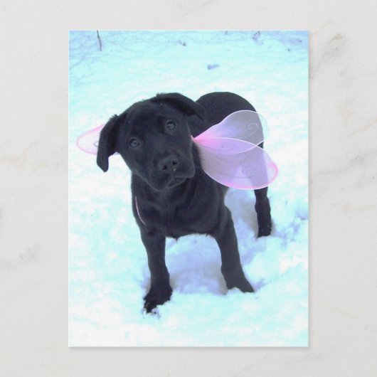 Carte postale Labrador Fairy Neige (Devant)