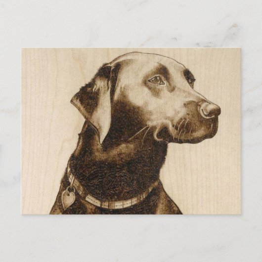 Carte Postale Labrador noir (Devant)