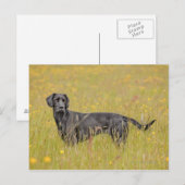 Carte Postale Labrador noir 16 mois 2 (Devant / Derrière)