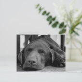 Carte postale Labrador Puppy (Debout devant)