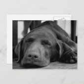 Carte postale Labrador Puppy (Devant / Derrière)