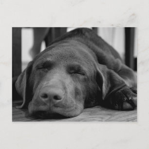 Carte postale Labrador Puppy