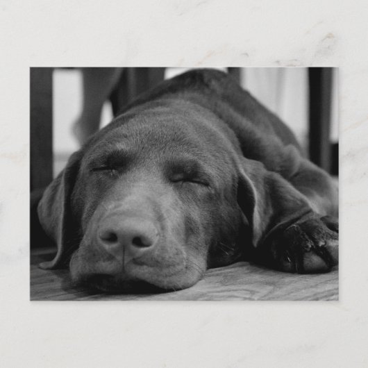 Carte postale Labrador Puppy (Devant)