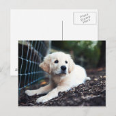 Carte Postale Labrador Puppy (Devant / Derrière)