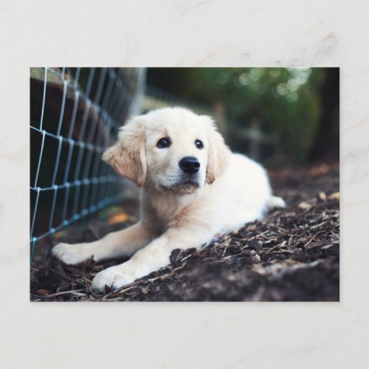 Carte Postale Labrador Puppy (Devant)