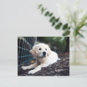 Carte Postale Labrador Puppy (Debout devant)