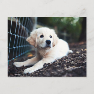 Carte Postale Labrador Puppy