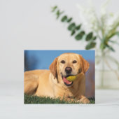 Carte Postale Labrador Retriever (Debout devant)