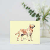 Carte Postale Labrador Retriever (Debout devant)