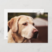 Carte Postale Labrador Retriever (Devant / Derrière)