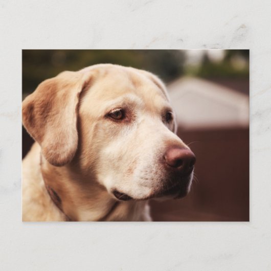 Carte Postale Labrador Retriever (Devant)